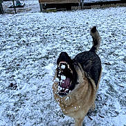 Rex participe au concours pour gagner de l'argent avec cette photo : dog, german_shepherd, snow, playing, outdoor, yard, winter, pet, animal, mouth_open, catching, snowball, grass, fence, wooden_shed, tail, fur, teeth, canine, action