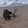Rex a rejoint le concours — aidez-le/la à gagner de superbes lots ! dog, beach, sand, stick, water, waves, paw_prints, sea, shore, animal, outdoor, nature, pet, playful, canine, coast, foam, wet_sand, small_dog, black_dog
