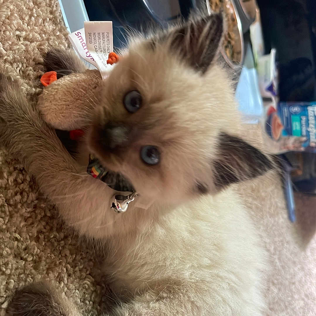 Jinx joined the competition — help win amazing prizes! animal, blue_eyes, carpet, cat, collar, cute, domestic_animal, feeding_bowl, feline, food, fur, indoor, kitten, pet, playful, resting, siamese, small, toy, young
