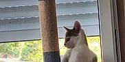 Thalès participe au concours pour gagner de l'argent avec cette photo : cat, cat_tree, window, blinds, indoor, pet, relaxed, gray, white, feline, sunlight, garden, furniture, home, animal, resting, daylight, curtains, comfort, household
