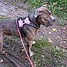 dog, canine, pet, leash, harness, pink, muddy_path, grass, leaves, outdoor, nature, alert, standing, brown_dog, ear_flap, animal, side_view, daylight, ground, walking