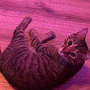 Simba joined the competition — help win amazing prizes! animal, cat, cozy, cute, domestic_cat, ears, feline, floor, indoor, looking_up, mammal, pet, pink_light, purple_light, relaxed, resting, striped, tabby, whiskers, wooden_floor