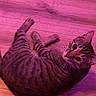 animal, cat, cozy, cute, domestic_cat, ears, feline, floor, indoor, looking_up, mammal, pet, pink_light, purple_light, relaxed, resting, striped, tabby, whiskers, wooden_floor