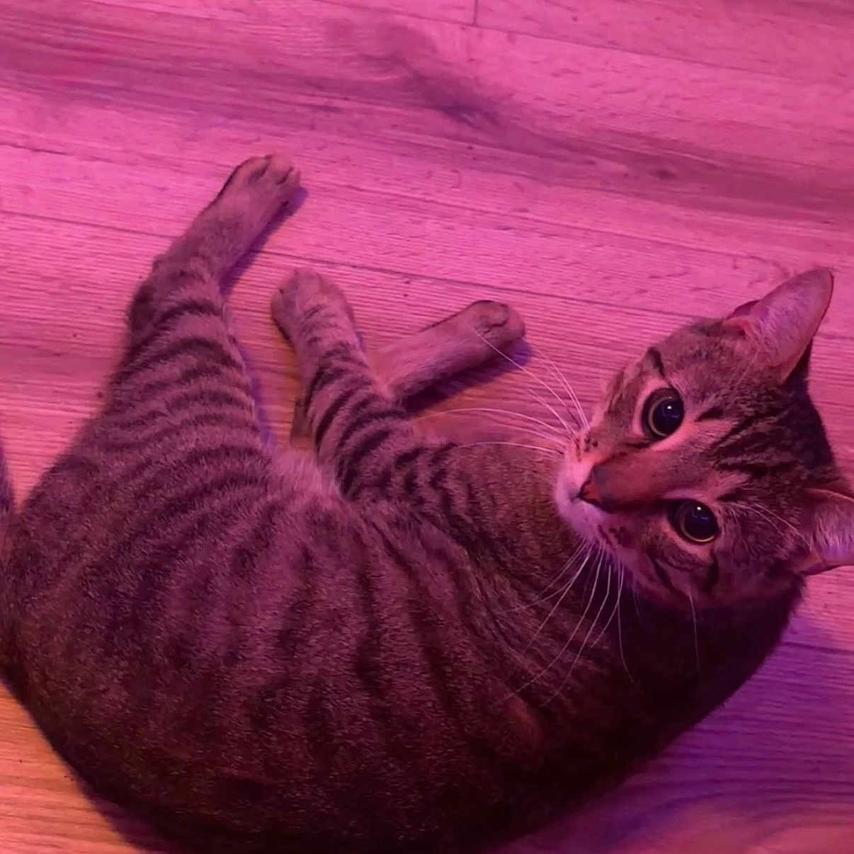 Simba