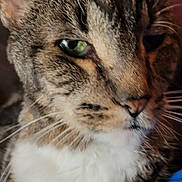 Bama is registered to the contest to win money with this photo: cat, chest, close_up, domestic_animal, ear, feline, fur, green_eye, indoor, macro, muzzle, nose, pet, portrait, relaxed, sleepy, striped_pattern, tabby_cat, whiskers, white_chest