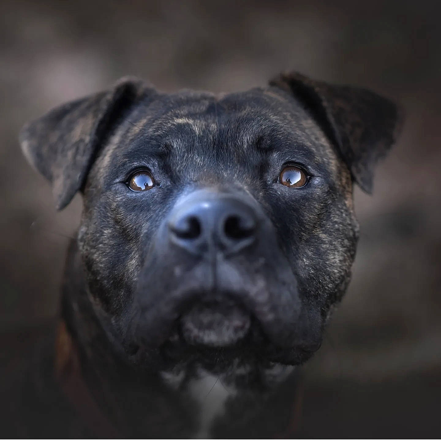 Kiera joined the competition — help win amazing prizes! borador, canidae, carnivore, close_up, companion_dog, darkness, dog, dog_breed, electric_blue, fur, snout, sporting_group, terrestrial_animal, whiskers, working_animal