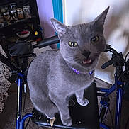 Harleys joined the competition — help win amazing prizes! animal, blue_frame, carpet, cat, closeup, clutter, cute, door, feline, furniture, gray_cat, household, indoor, jar, meowing, pet, purple_collar, seat, shelf, walker