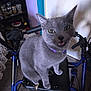 animal, blue_frame, carpet, cat, closeup, clutter, cute, door, feline, furniture, gray_cat, household, indoor, jar, meowing, pet, purple_collar, seat, shelf, walker
