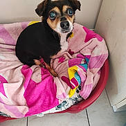Fleur participe au concours pour gagner de l'argent avec cette photo : animal, black_dog, blanket, companion, cozy, cute, dog, ears, eyes, fur, home, indoor, looking_up, nose, pet_bed, pink_blanket, resting, small_dog, tan_dog, tile_floor