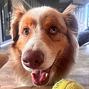 Leo joined the competition — help win amazing prizes! dog, tennis_ball, indoor, close_up, heterochromia, pet, canine, happy, tongue, fur, brown, white, face, animal, mouth_open, ears, floor, home, background, light