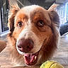 dog, tennis_ball, indoor, close_up, heterochromia, pet, canine, happy, tongue, fur, brown, white, face, animal, mouth_open, ears, floor, home, background, light