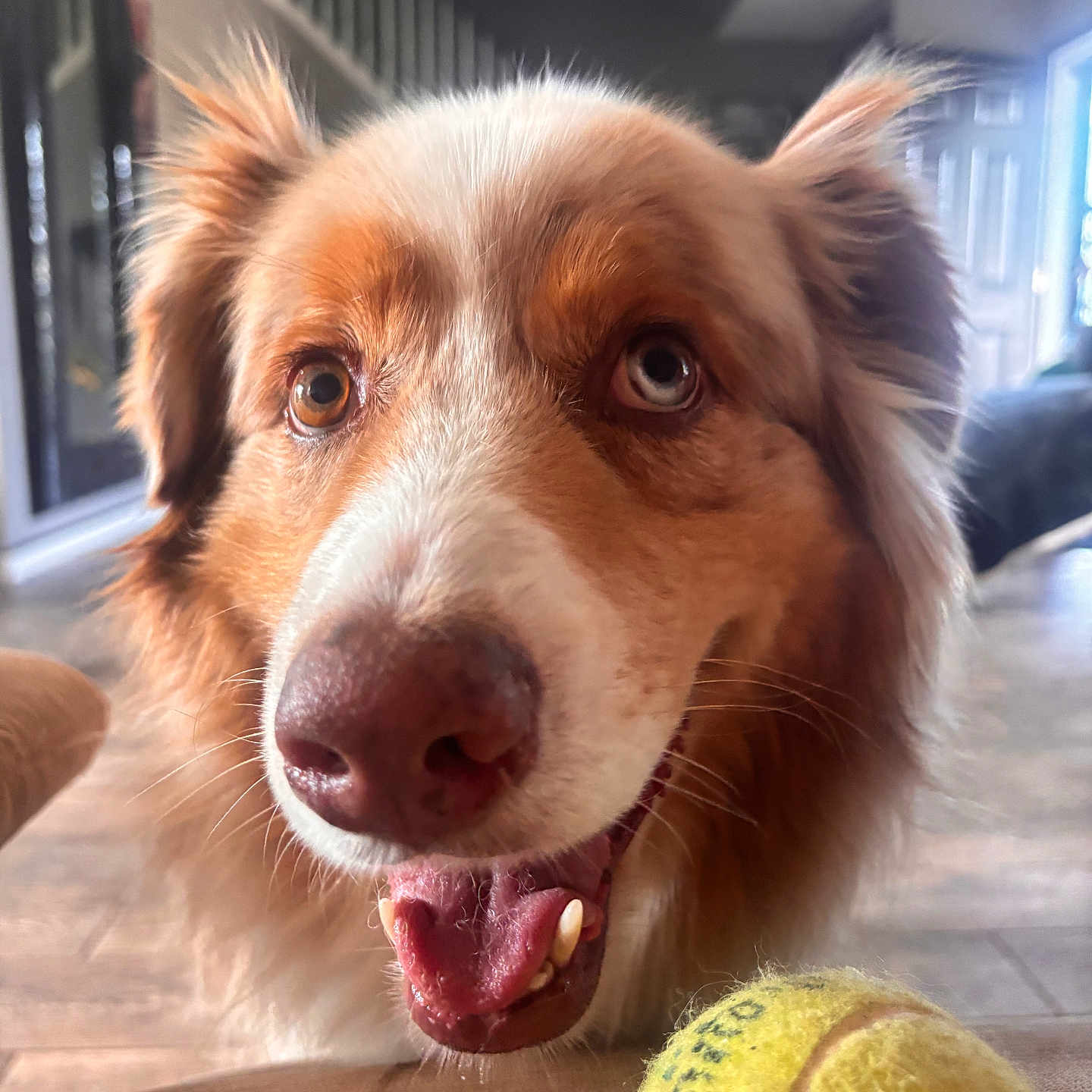 Leo joined the competition — help win amazing prizes! dog, tennis_ball, indoor, close_up, heterochromia, pet, canine, happy, tongue, fur, brown, white, face, animal, mouth_open, ears, floor, home, background, light