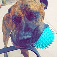 Bubba joined the competition — help win amazing prizes! dog, brindle, toy, ball, outdoor, patio, curious, close_up, pet, animal, face, mouth, playful, furniture, garden, daylight, canine, ears, legs, nose