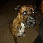 Bubba joined the competition — help win amazing prizes! dog, brindle, pet, animal, indoor, floor, tile, canine, looking, sitting, paw, flash, reflection, brown, white, ears, snout, fur, house, kitchen