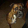 dog, brindle, pet, animal, indoor, floor, tile, canine, looking, sitting, paw, flash, reflection, brown, white, ears, snout, fur, house, kitchen