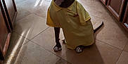 Bubba joined the competition — help win amazing prizes! dog, pet, yellow_shirt, kitchen, tile_floor, wooden_cabinets, appliance, sitting, shadow, indoor, paws, collar, brown_dog, light, window_light, chair, table_leg, floor_tiles, domestic, calm