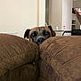 Bubba is registered to the contest to win money with this photo: dog, brown_cushion, couch, peeking, indoor, living_room, curious, nose, ears, furniture, wall, table, can, bottle, house, pet, animal, cozy, home, relaxed