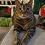 cat, tabby_cat, pet, indoor, couch, armrest, living_room, stocking, holiday_decor, cushion, blanket, television, furniture, whiskers, paws, relaxed, cozy, domestic_animal, fur, portrait