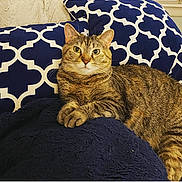 Holly is registered to the contest to win money with this photo: cat, tabby_cat, pet, indoor, blanket, pillow, pattern, blue, white, fur, whiskers, relaxed, animal, cute, resting, cozy, feline, home, comfort, portrait
