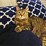 cat, tabby_cat, pet, indoor, blanket, pillow, pattern, blue, white, fur, whiskers, relaxed, animal, cute, resting, cozy, feline, home, comfort, portrait