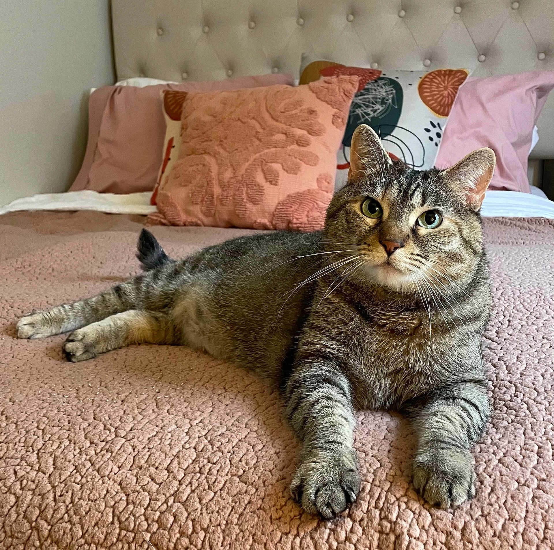 Holly joined the competition — help win amazing prizes! cat, tabby, bed, pillows, indoor, pet, feline, fur, relaxed, cute, whiskers, ears, lying_down, comfort, home, cozy, domestic, sleepy, animal, resting