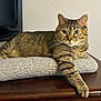 Holly is registered to the contest to win money with this photo: cat, tabby_cat, pet, feline, animal, indoor, resting, paw, blanket, wooden_surface, fur, whiskers, ears, eyes, face, domestic_cat, household, relaxed, laying, portrait