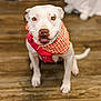dog, white_dog, bandana, red_harness, wooden_floor, pet, sitting, looking_up, indoor, cute, smiling, eyes, nose, ears, tail, decoration, ghost_decoration, halloween, background, animal