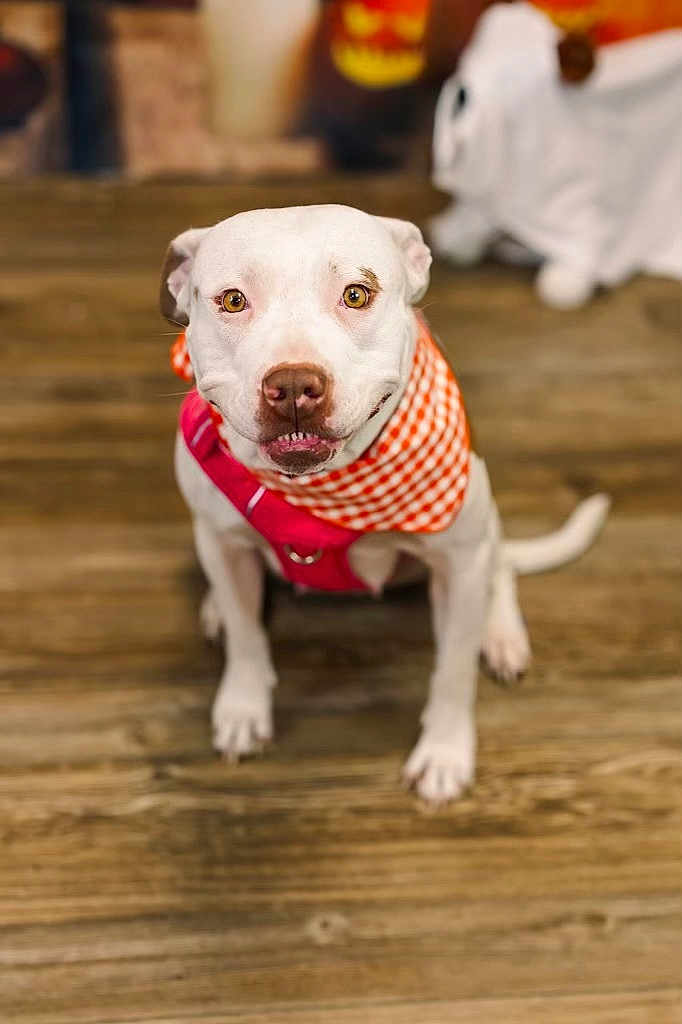 Maddy joined the competition — help win amazing prizes! dog, white_dog, bandana, red_harness, wooden_floor, pet, sitting, looking_up, indoor, cute, smiling, eyes, nose, ears, tail, decoration, ghost_decoration, halloween, background, animal