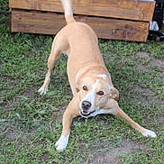 Praline participe au concours pour gagner de l'argent avec cette photo : dog, play_bow, grass, yard, brown, white, canine, pet, outdoor, animal, happy, playful, wood, crate, nature, mammal, friendly, fur, tongue, ears