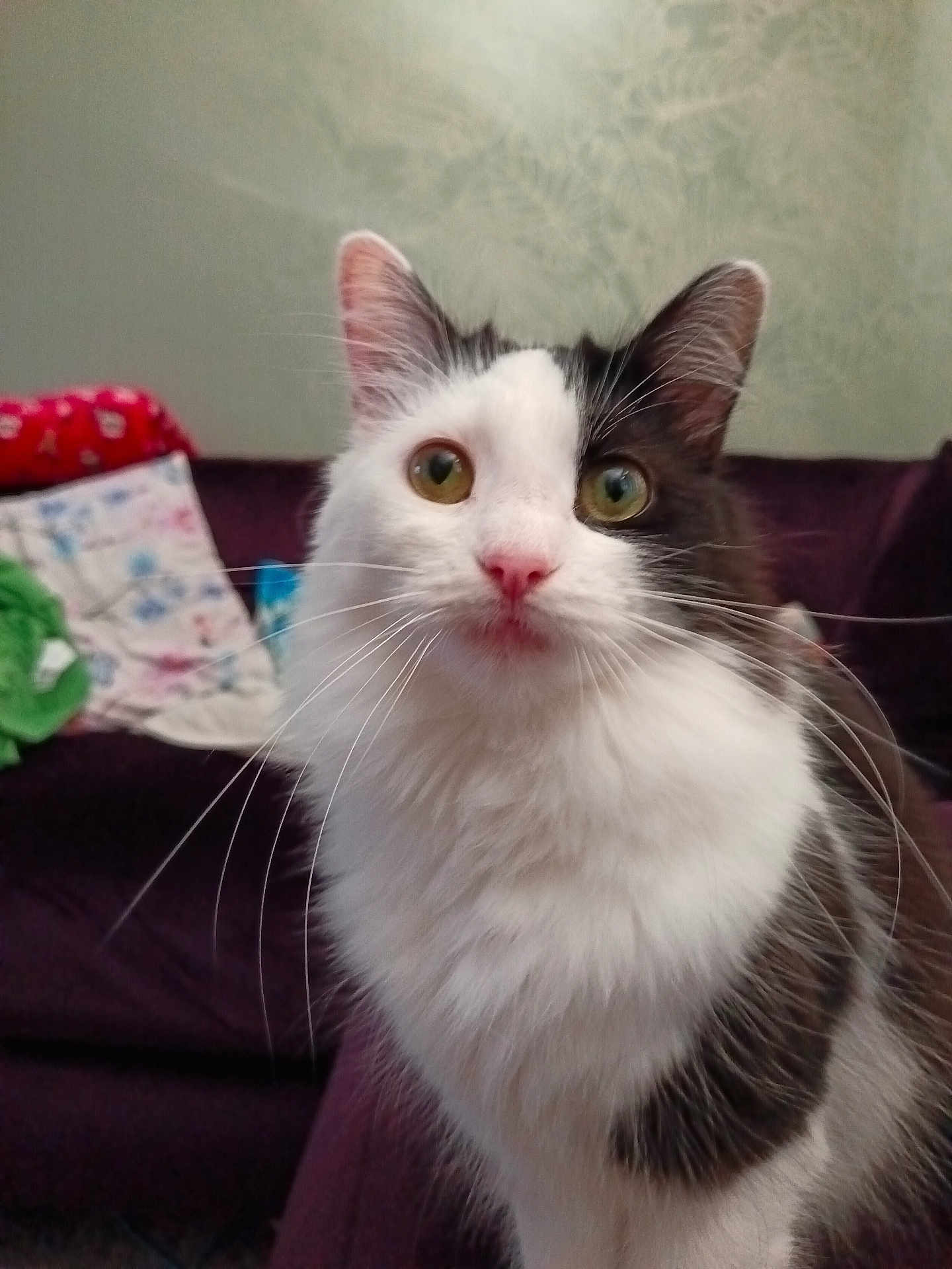 Ivy joined the competition — help win amazing prizes! cat, pet, feline, whiskers, green_eyes, white_fur, black_fur, pink_nose, indoor, couch, pillow, blanket, portrait, close_up, sitting, curious, looking_up, long_hair, fluffy, domestic_animal