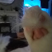 Ivy is registered to the contest to win money with this photo: cat, paw, paw_pad, pink_paw_pad, white_fur, black_and_white_cat, close_up, macro, fur, whiskers, indoor, living_room, blurry, soft_focus, television, fireplace, cozy, pet, domestic_animal, sleeping