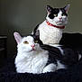 cat, cats, black_and_white, feline, pet, collar, blanket, bedding, indoor, closeup, whiskers, ears, eyes, fur, portrait, relaxed, alert, pair, domestic_animal, resting