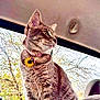 cat, tabby_cat, pet, animal, sunflower_collar, car_interior, window, backseat, feline, sitting, side_view, outdoor_light, fur, whiskers, ears, tail, nature_background, daylight, domestic_cat, looking_away