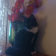 Réglisse participe au concours pour gagner de l'argent avec cette photo : animal, black_cat, cabinet, cat, curtain, ears, eyes, flowers, fluffy, furniture, indoor, pet, portrait, red_flowers, sitting, tail, vase, whiskers, white_chest, window