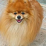 dog, pomeranian, small_dog, fluffy, orange_fur, long_hair, happy, smiling, open_mouth, tongue, black_nose, brown_eyes, portrait, close_up, outdoor, tiled_floor, porch, standing, pet, animal