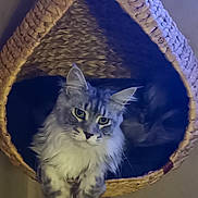 Willo a rejoint le concours — aidez-le/la à gagner de superbes lots ! cat, fluffy, pet, animal, indoor, basket, woven, feline, curious, relaxed, cozy, portrait, domestic_cat, resting, hanging, soft_lighting, closeup, cute, whiskers, ears