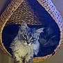cat, fluffy, pet, animal, indoor, basket, woven, feline, curious, relaxed, cozy, portrait, domestic_cat, resting, hanging, soft_lighting, closeup, cute, whiskers, ears