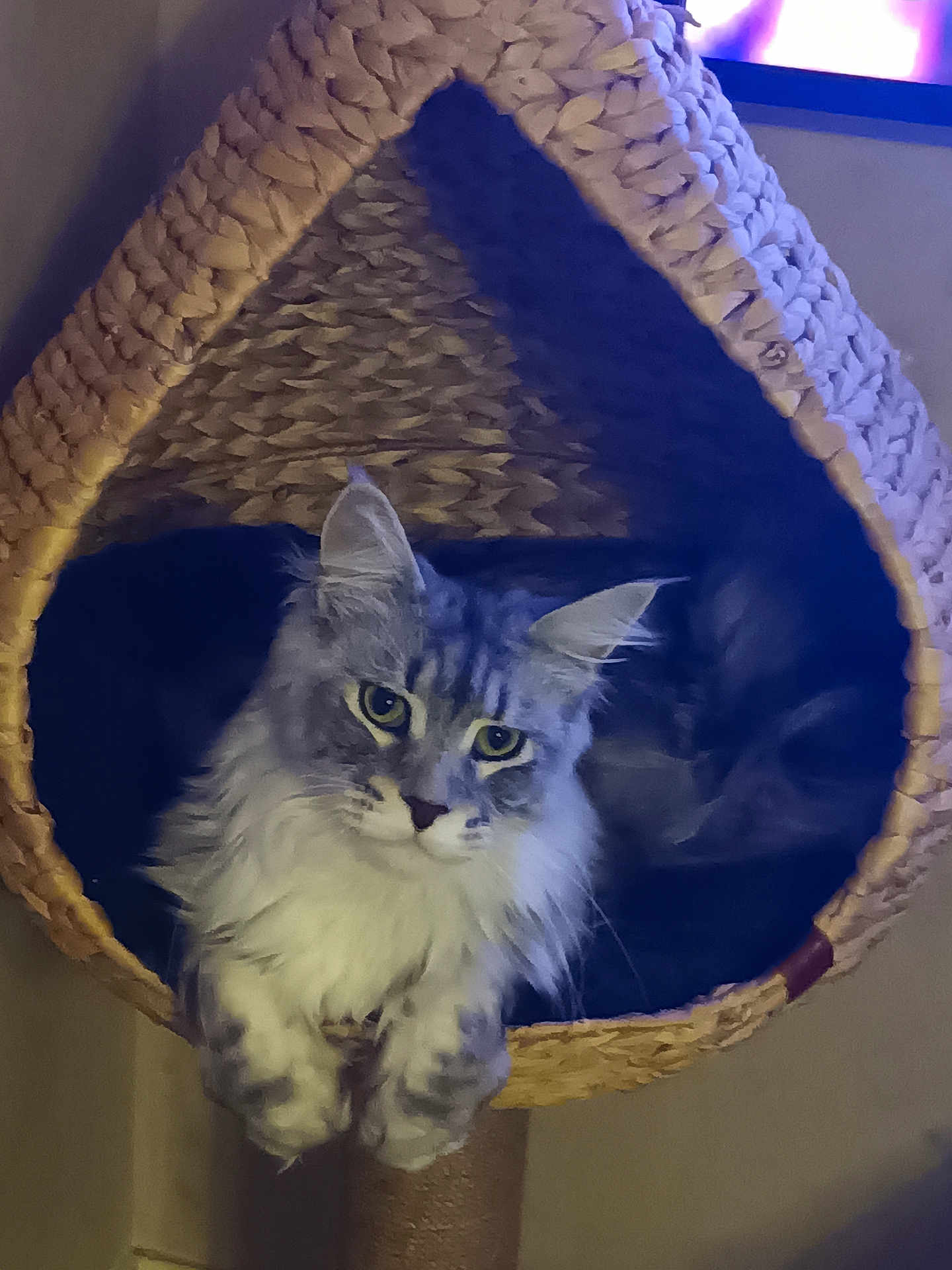 Willo a rejoint le concours — aidez-le/la à gagner de superbes lots ! cat, fluffy, pet, animal, indoor, basket, woven, feline, curious, relaxed, cozy, portrait, domestic_cat, resting, hanging, soft_lighting, closeup, cute, whiskers, ears