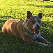 Starr joined the competition — help win amazing prizes! animal, brown_and_white, chain, collar, dog, grass, happy, lake, lying_down, muscular, nature, outdoors, panting, park, pet, pit_bull, sitting, sunlight, tongue, tree