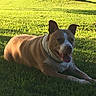 animal, brown_and_white, chain, collar, dog, grass, happy, lake, lying_down, muscular, nature, outdoors, panting, park, pet, pit_bull, sitting, sunlight, tongue, tree