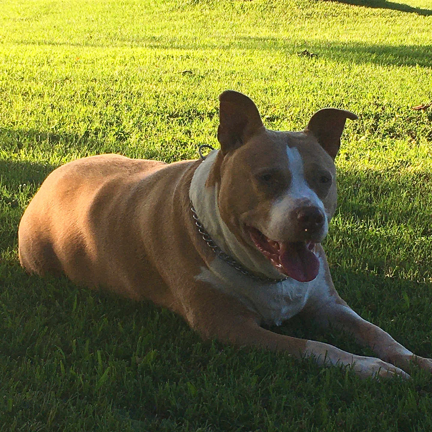 Starr