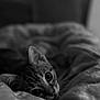 cat, blanket, bed, indoor, pet, feline, cute, cozy, black_and_white, fur, whiskers, sleepy, animal, portrait, soft, relaxing, resting, cute_animal, close_up, domestic_cat