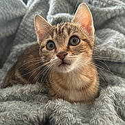 Ava a rejoint le concours — aidez-le/la à gagner de superbes lots ! kitten, cat, tabby, pet, animal, whiskers, ears, eyes, fur, blanket, soft, cozy, indoor, cute, young, portrait, closeup, resting, comfort, curious
