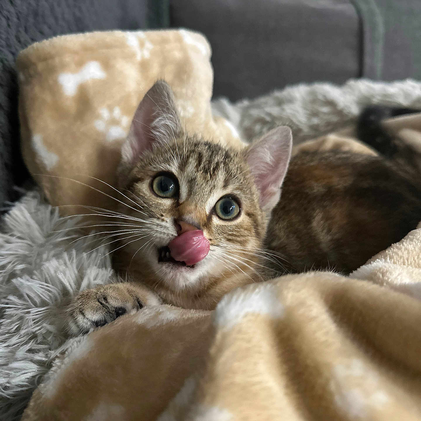 Ava participe au concours pour gagner de l'argent avec cette photo : animal, blanket, cat, closeup, comfort, cozy, cute, feline, fur, home, indoor, kitten, licking, paws, pet, resting, sleepy, soft, warm, whiskers