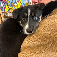 Adelle a rejoint le concours — aidez-le/la à gagner de superbes lots ! puppy, dog, person, glasses, brown_jacket, black_fur, heterochromia, blue_eye, brown_eye, face, hug, indoor, colorful_background, graffiti, closeup, warm_clothing, cute, pet, affection, portrait