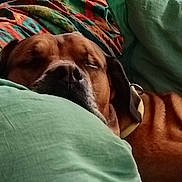 Neptune a rejoint le concours — aidez-le/la à gagner de superbes lots ! dog, sleeping, brown, pillow, blanket, resting, cozy, indoors, pet, collar, snuggling, comfort, fur, closeup, relaxation, nap, domestic_animal, canine, bedroom, cushion