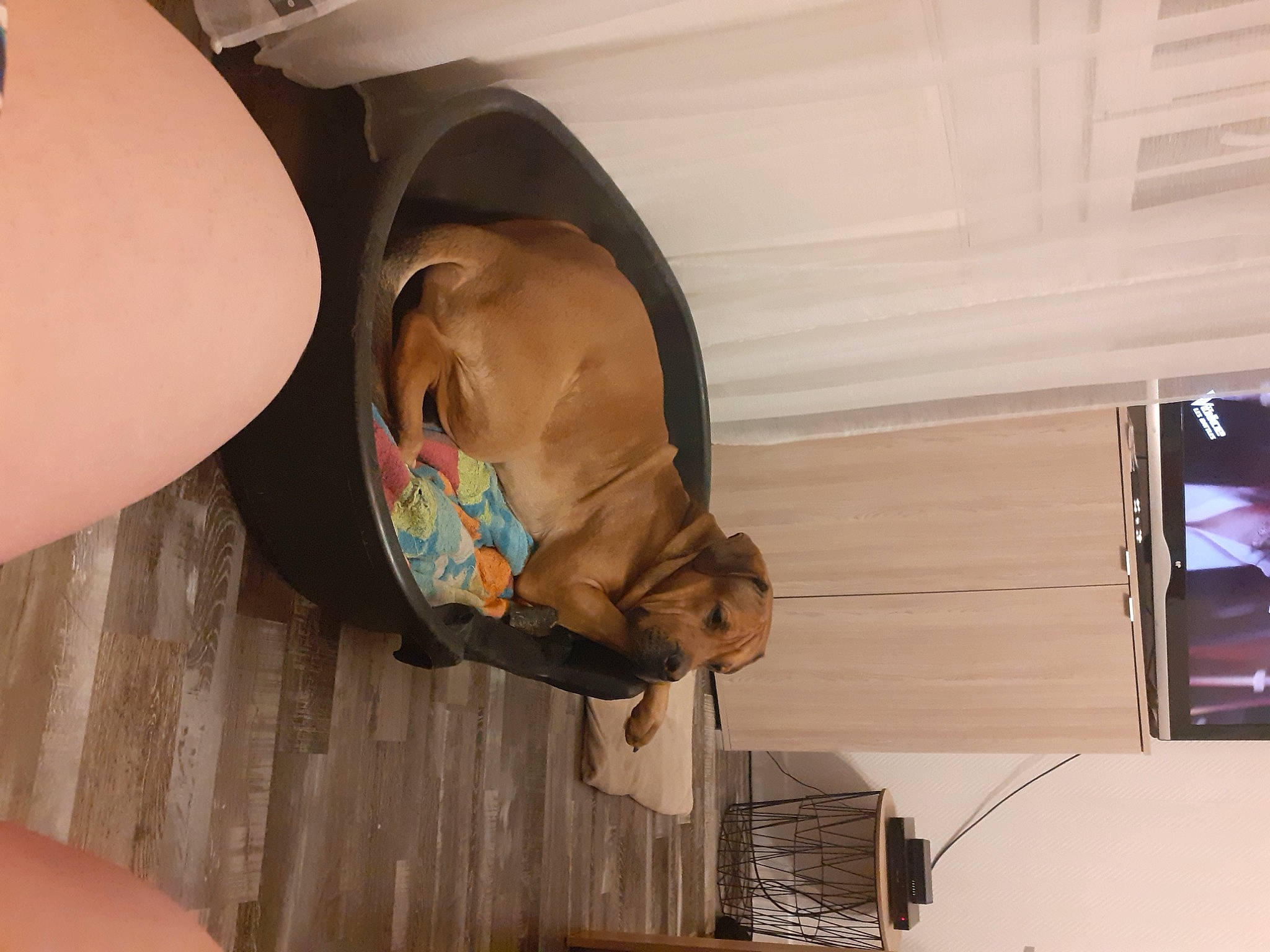 Neptune a rejoint le concours — aidez-le/la à gagner de superbes lots ! baby, child, comfort, fun, headgear, helmet, mammal, room, thigh, toddler, vertebrate, wood