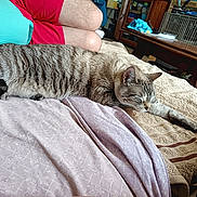 Nougat a rejoint le concours — aidez-le/la à gagner de superbes lots ! cat, tabby_cat, sleeping, bed, blanket, person, legs, red_shirt, turquoise_shirt, wooden_table, cage, indoor, furniture, relaxation, cozy, home, resting, paw, striped_fur, soft_texture