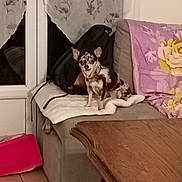 Maya a rejoint le concours — aidez-le/la à gagner de superbes lots ! dog, couch, blanket, backpack, wooden_table, tile_floor, window, curtains, floral_pattern, indoor, pet, small_dog, furniture, home_interior, cozy, seated, brown, white, purple, relaxed