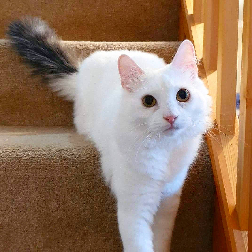 Bear is registered to the contest to win money with this photo: aegean_cat, asian_semi_longhair, british_semi_longhair, carnivore, cat, cymric, domestic_long_haired_cat, domestic_short_haired_cat, eye, felidae, khao_manee, kitten, mammal, ragdoll, small_to_medium_sized_cats, tail, turkish_angora, turkish_van, vertebrate, whiskers